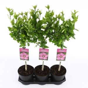 Hibiscus syriacus Woodbridge op stam - Stam 30 cm - 3 stuks