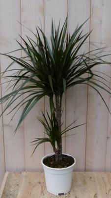 Kamerplant Drakenbloedboom Dracaena Marginata smal blad Groen 60 cm - Warentuin natuurlijk