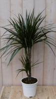 Kamerplant Drakenbloedboom Dracaena Marginata smal blad Groen 60 cm - Warentuin natuurlijk