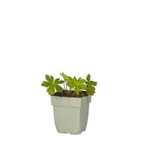 Geranium Anne Thomson vaste plant Griffioen - Griffioen