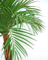 Areca kunstpalm op stam 175cm