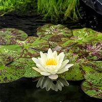 Gele waterlelie / Nymphaea 'Marliacea Chormat. (per 6 stuks)'