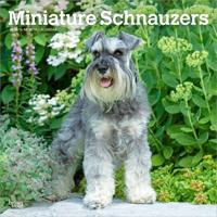 Miniatuur Schnauzer Kalender 2026