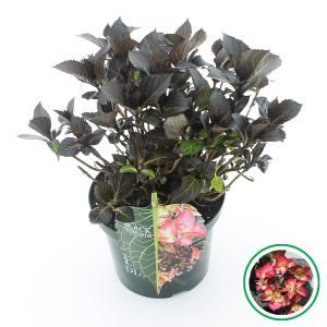 Hydrangea Macrophylla "Black Diamond® Dark Angel"® schermhortensia - 30-40 cm - 1 stuks