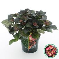 Hydrangea Macrophylla "Black Diamond® Dark Angel"® schermhortensia - 30-40 cm - 1 stuks