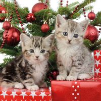 40x Kerst thema servetten met 2 kittens katten/poezen 33 x 33 cm - thumbnail