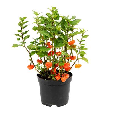 Lampionplant (Physalis Alkekengi) - P 19 cm