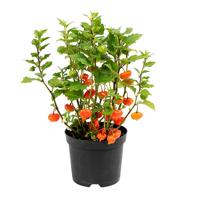Lampionplant (Physalis Alkekengi) - P 19 cm