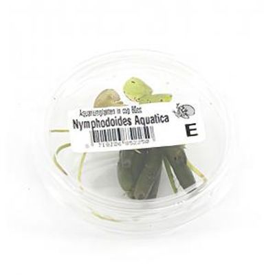 Nymphoides aquatica - 3 stuks - aquarium plant