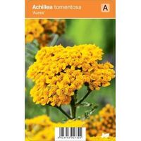 Duizendblad (achillea tomentosa "Aurea") zomerbloeier - 12 stuks