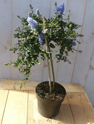 Amerikaanse sering op stam hoogte 60 cm Ceanothus Warentuin Natuurlijk - Warentuin natuurlijk