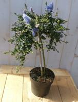 Amerikaanse sering op stam hoogte 60 cm Ceanothus Warentuin Natuurlijk - Warentuin natuurlijk
