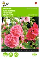 Althaea Alcea Rosea Summer Carnival - Buzzy