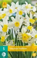X 5 Narcissus Sailboat - thumbnail