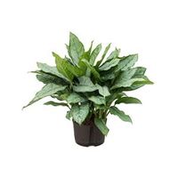 Aglaonema freedman L hydrocultuur plant