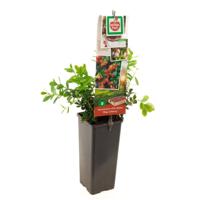 Rode bosbes Vaccinium vitis-idaea 'Miss Cherry'