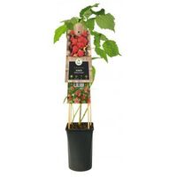 Framboos Rubus Malling Promise M 75 cm klimplant - thumbnail