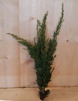 Kerstgroen stekel Warentuin Natuurlijk - Warentuin natuurlijk