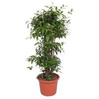 Dracaena Surculosa - 240 cm - ø50 Dracaena Surculosa - 240 cm - ø50