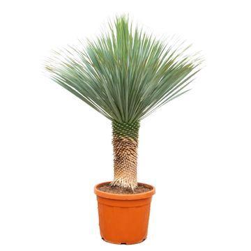 Yucca Rostrata - 180 cm