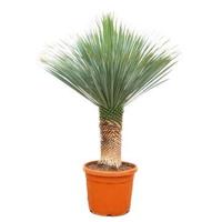 Yucca Rostrata - 180 cm
