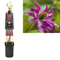 Clematis vit. Rosalyn - Bosrank