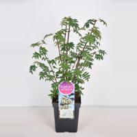 Sering (syringa pinnatifolia) - 30-50 cm - 1 stuks - thumbnail