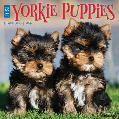 Yorkshire Terrier Puppies Kalender 2026