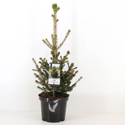 Picea abies wills zwerg - Warentuin natuurlijk