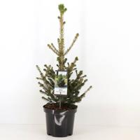 Picea abies wills zwerg - Warentuin natuurlijk