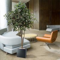 Ficus Exotica kunstboom 330cm