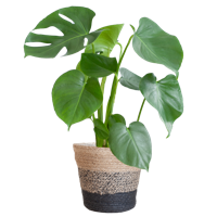 Monstera Deliciosa met Lissabon mand zwart - 50cm - Ø17