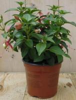 3 stuks! Perkplant Fuchsia licht-roze Warentuin Natuurlijk - Warentuin natuurlijk