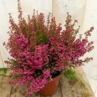 3 stuks! Dopheide Erica roze - Warentuin natuurlijk