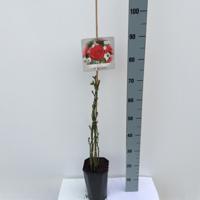 Klimroos Rosa Jive 90 - 110 cm Arie Bouman - Arie bouman