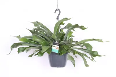 Platycerium bifurcatum (Hertshoornvaren) 35cm