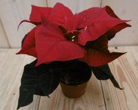 2 stuks! Kerstster mini rood Warentuin Natuurlijk - Warentuin natuurlijk