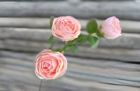 Roze 3 knopen roze - Buitengewoon de boet