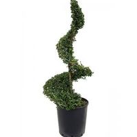 Buxus vervanger Ilex Crenata Dark Green Spiraal 110 cm tuinplant - thumbnail