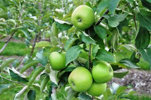 Halfstam dikke Appelboom