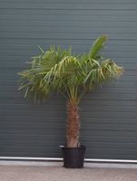 Chinese waaierpalm Trachycarpus Fortunei h 160 cm st. h 70 cm - Warentuin Natuurlijk