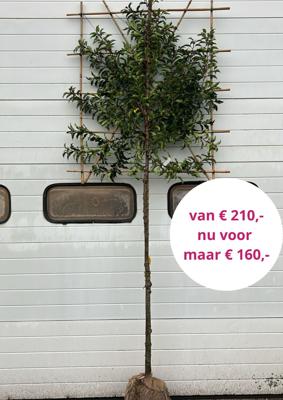 Portugese leilaurier 150 cm