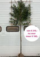 Portugese leilaurier 150 cm