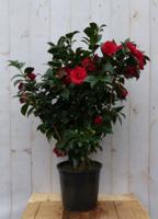 Camelia rood 120 cm Warentuin Natuurlijk - Warentuin natuurlijk