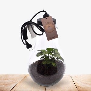 Plant Bulb XL met lamp