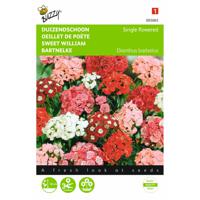 2 stuks Dianthus barbatus Enkelbl. Gemengd - thumbnail