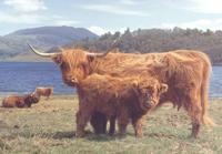 Highlanders Puzzel 1000 Stukjes