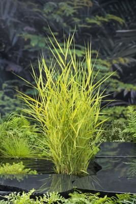 Bont riet / Phragmites australis Variegata