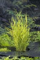 Bont riet / Phragmites australis Variegata