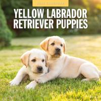 Labrador Retriever Blond Puppies Kalender 2026